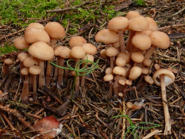 Gymnopus confluens, Knopfstieliger Rübling